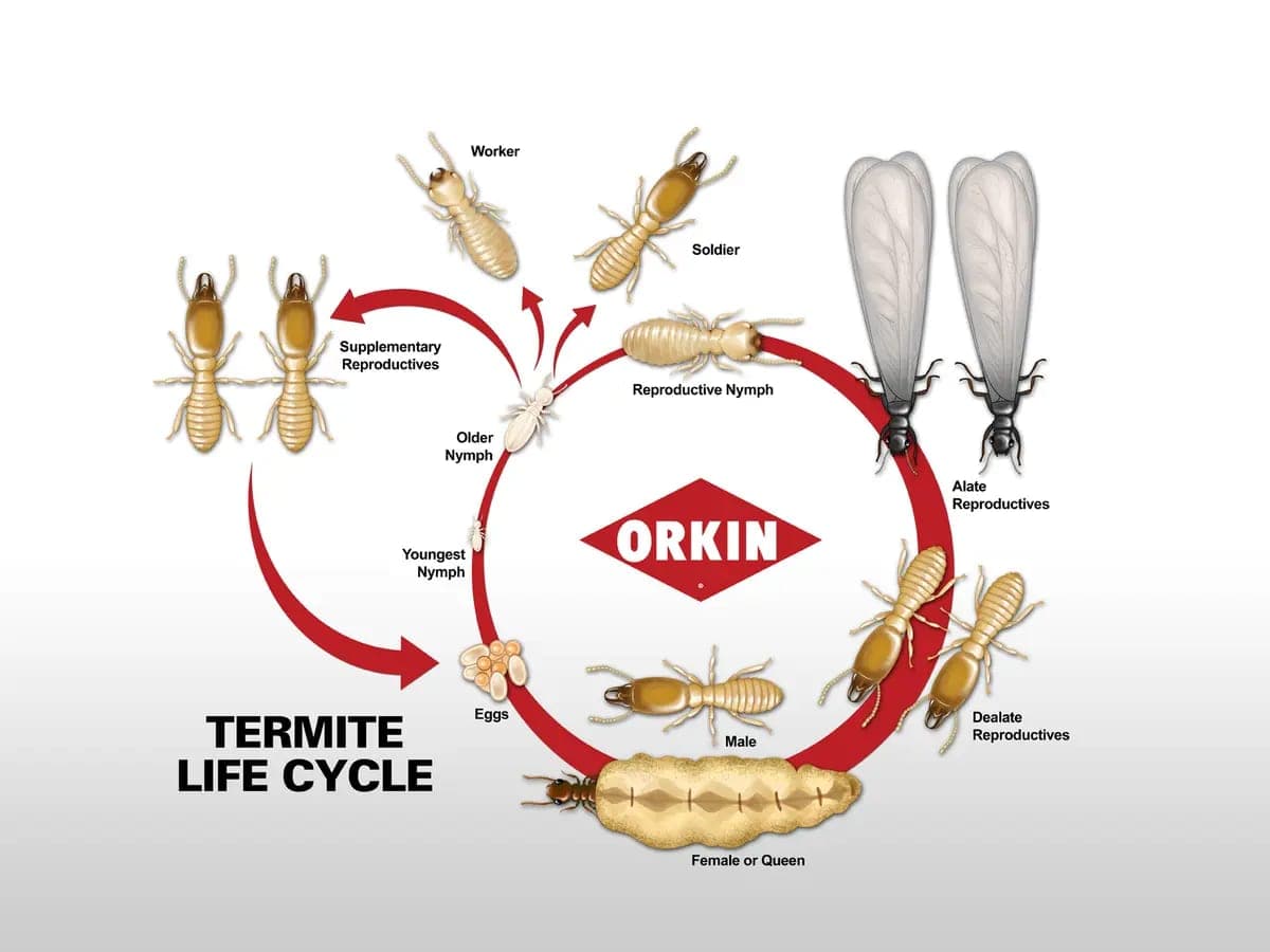 Aplicación de tratamiento de barrera perimetral contra termitas en Monterrey con Orkin